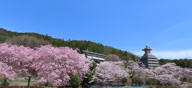 桜の写真