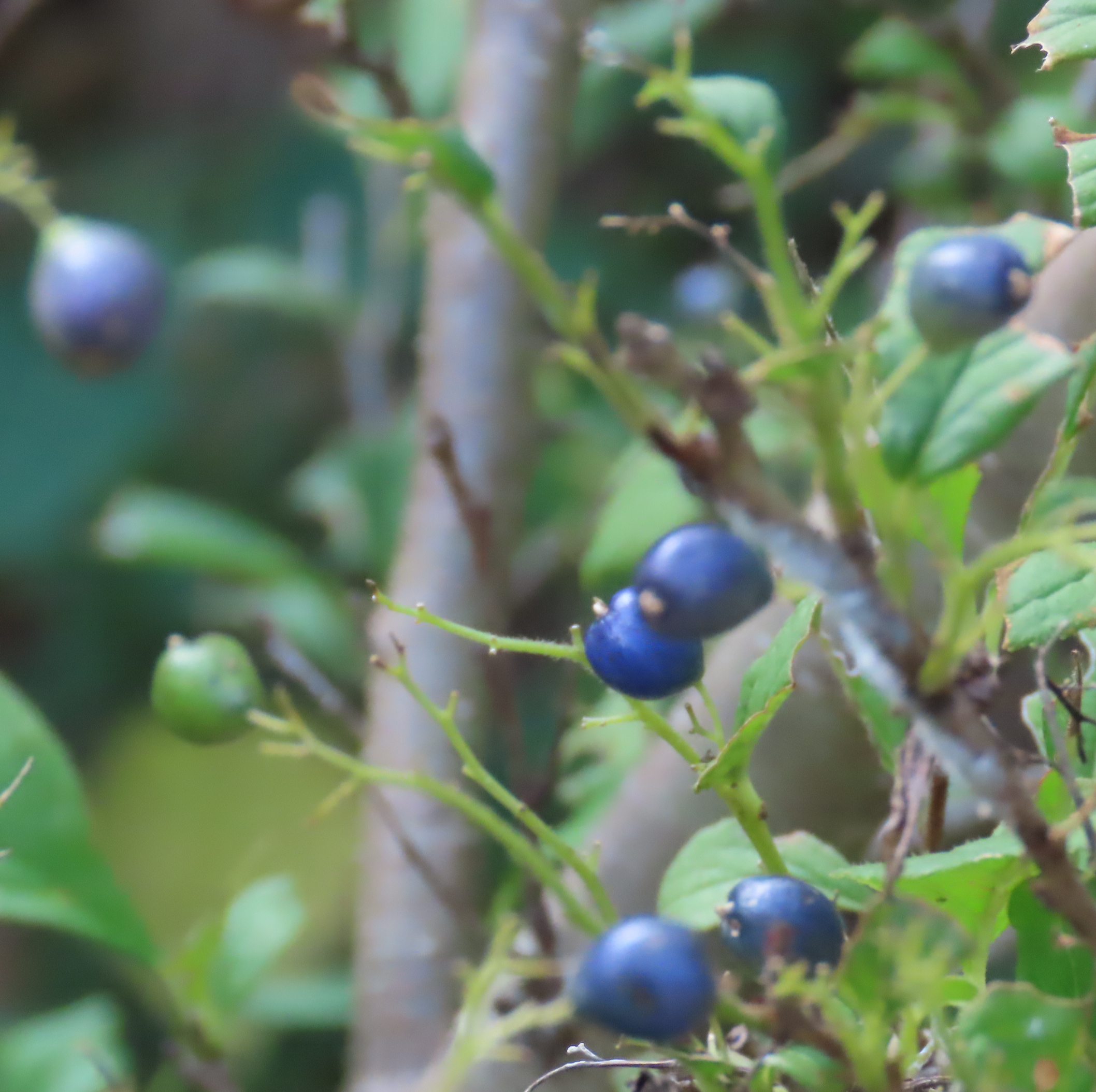 サワフタギの写真