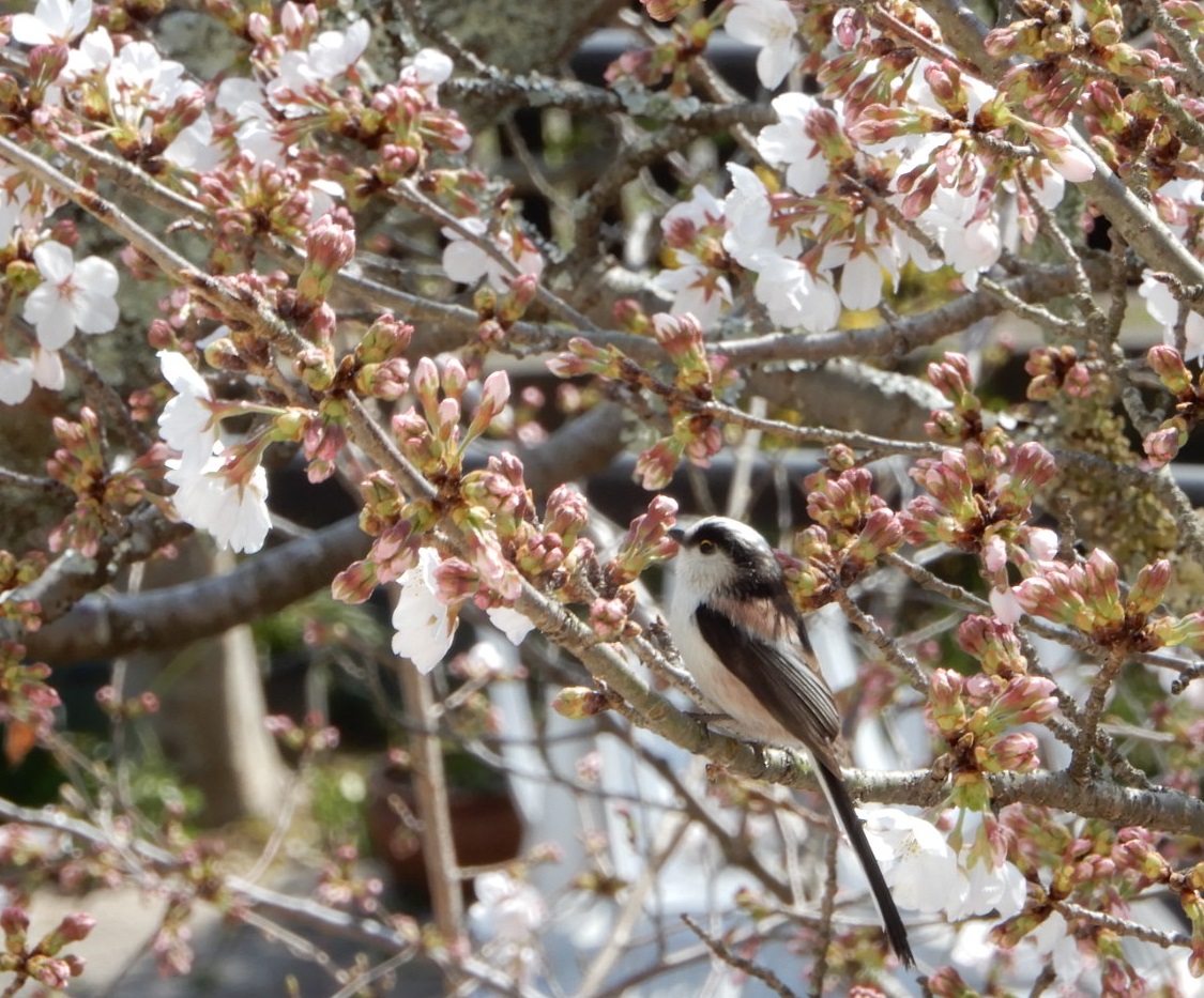 桜と小鳥の写真