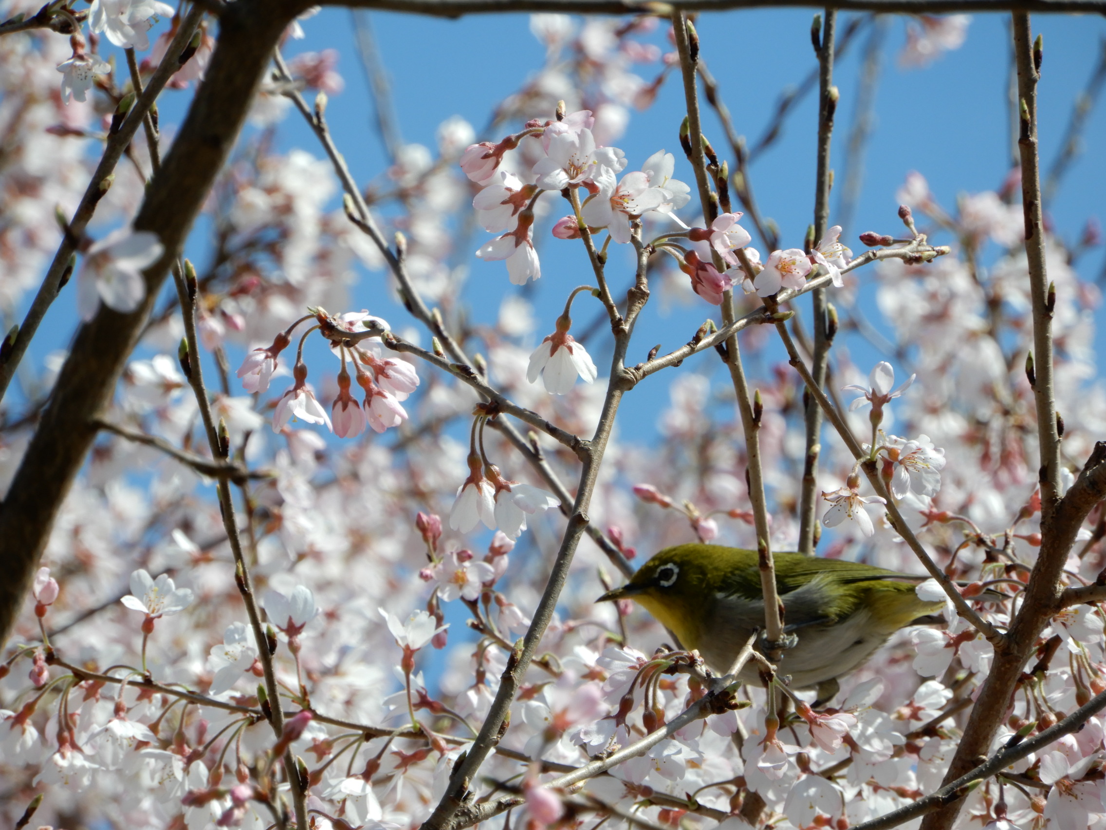 桜と小鳥の写真