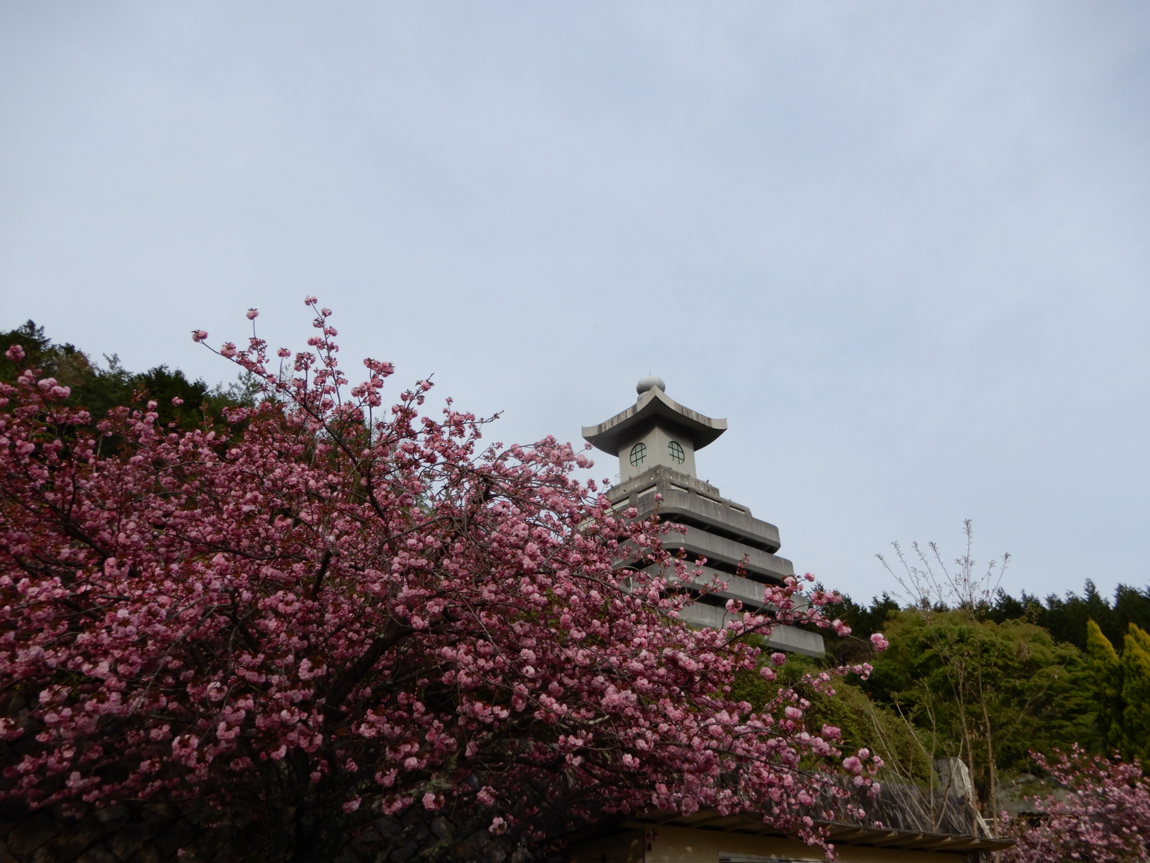 八重桜の写真
