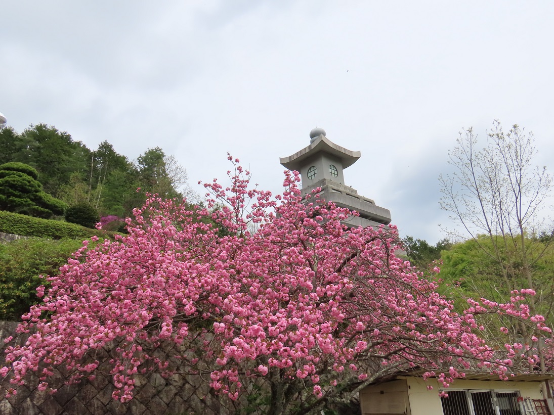 桜の写真